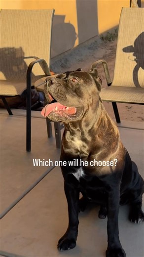 Have you fed your CANE CORSO Bully RINGS?! #raisingbane #bigdogs #dogtreats #bullystick #bullyrings