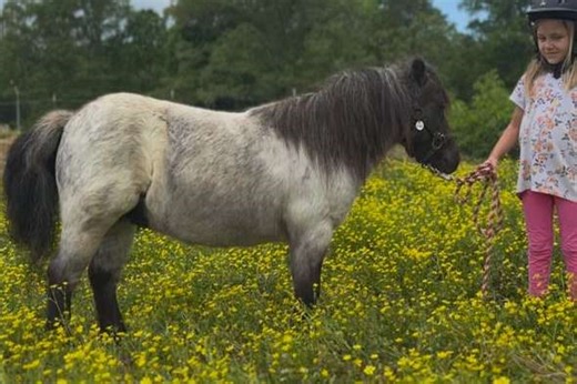 Safe, Sane, and Broke Miniature Horse Geldings
