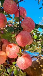 3.1K reactions · 129 shares | Pink lady Apple  Orchards farm's walkthrough video | Zortrax Agriculture Corporation | Facebook