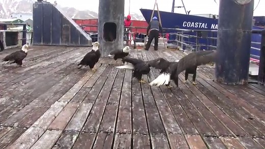 Feeding The Eagles In Alaska