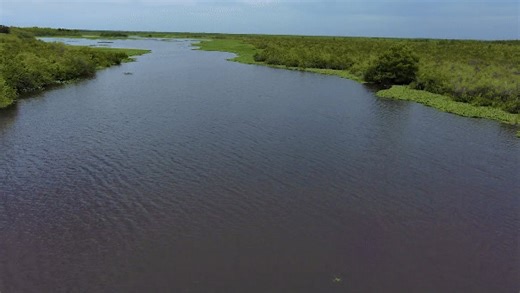 🌿 Read SFWMD staff updates on weather, water, and other ecological conditions from across South Florida in the latest Weekly Environmental Conditions Report. Visit SFWMD.link/47ffN5D to read the latest update. | South Florida Water Management District