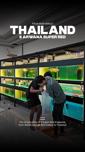 Hari ini, 88 Red Gallery mengajak kalian melihat proses packing Arwana Super Red untuk perjalanan jauh menuju Thailand. Semua dikerjakan oleh para handler berpengalaman—tenang, teliti, dan mengikuti SOP ketat yang menjaga setiap detail tetap aman. Mulai dari kualitas air, oksigen, hingga stabilitas ikan di dalam bag… setiap tahap dibuat untuk memastikan mereka tiba di tujuan dalam kondisi terbaik. Sebuah perjalanan yang bukan hanya tentang jarak, tapi tentang kepercayaan dan tanggung jawab. | 88