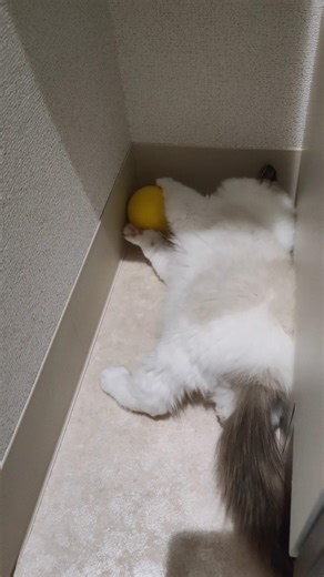機敏に動くぬいぐるみ🧸💨 #shorts #猫 #子猫 #ラグドール #甘えん坊猫 #猫のいる暮らし
