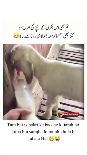 Just Like a Baby Goat Always Pouting 😂 #funny #memes #trending #viral #comedy #trendingshorts