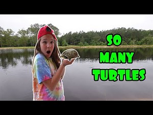 So Many Cute Baby Turtles In Our Pond! Should We Get A New Pet!