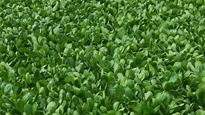 BrightFarms Virtual Field Trip