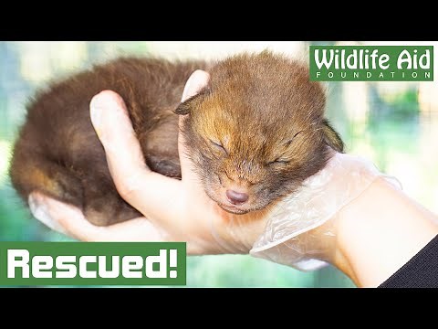Orphaned baby FOX rescued after mothers tragic death