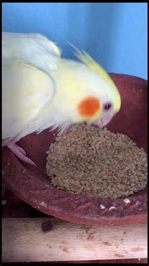Title: 🦜 Cockatiel Parrot – The Cute Little Bird with a Beautiful Crest! ✨
