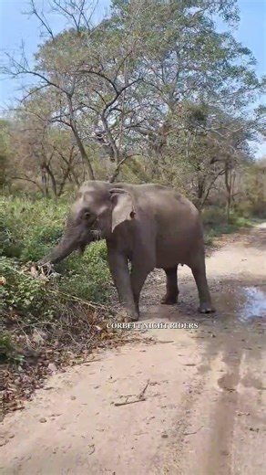 #elephant #shorts #ytshorts #shortsfeed #art #love #nature #jimcorbett