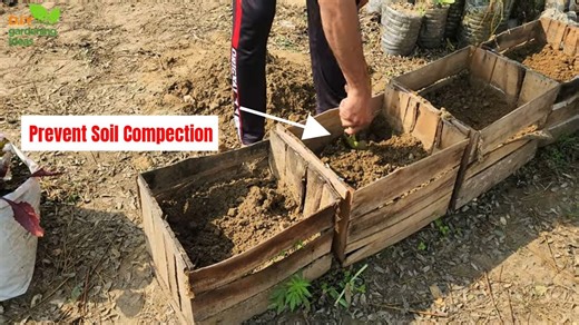 How to Prevent Soil Compaction in Containers