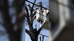 Cat stuck in tree safe and sound after cherry picker rescue