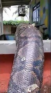 最长的蛇，网纹蟒（Malayopython reticulatus）是一种原产于南亚和东南亚的蟒蛇物种、