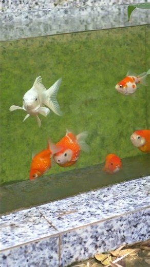 n3 attempting to breed pearlscale goldfish for the first time #fish #aquarium #pet #animal