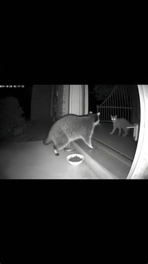 Cat Chases Raccoon Off Porch Caught on Doorbell Camera at Night