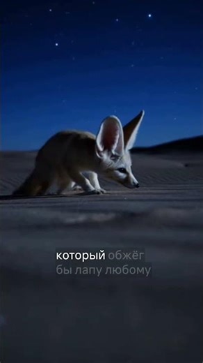 THERMOSTAT! Fennec Fox! #animals #facts #biology #science #nature