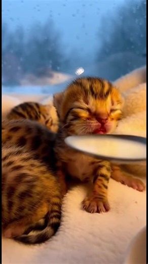 Watch three tiny newborn Bengal kittens with soft spotted golden fur get their first warm milk feed by hand beside a frost glazed window See one little one wobble and mewl for the spoon while snow gently falls outside Experience this peaceful tender moment with soft lighting and ambient sounds These adorable baby Bengals will melt your heart This content was AI generated and describes a fictional scene#newbornkittens #bengalkittens #babykittens #kittens #cutekittens #spoonfeeding #animalbabies #