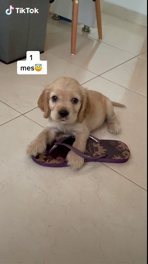 Sigo siendo un angelito👼 #cockerspaniel #cocker #perro #cachorro #parati