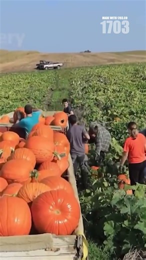 Inside America's Massive Pumpkin and Cranberry Harvest