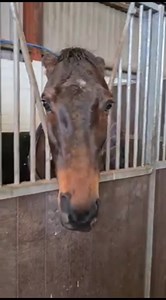 13K views · 680 reactions | Bollingerandkrug for Horse Of The Month! https://widgets.touch.global/sdk/iframe.html?language=en&hash=16-li7YiZ9avFOkamk&fbclid=IwAR0-q_1tEi3CoPaQy7nPmQspqMr-WzVI-G00gd6KFa6pUHGGC4B5q5IN4lo | Lucinda Russell Racing | Facebook