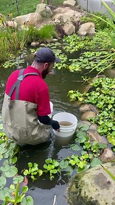 A few weeks ago, many baby koi, also known as "fry," were released into the Zoo pond! They are growing healthily and, as of today, many have reached about 4 inches in length 🐟🐡 Alt text: Awesome keeper Martin stands in the pond wearing rubber overalls and holding two buckets full of baby koi. He gently lowers them into the water and we see the very tiny fry swim out into pool. #animalvideo #animalvideos #dailyvideos #dailyvideo #adorableanimals #babyanimals #babyanimal #amazinganimals #adorabl