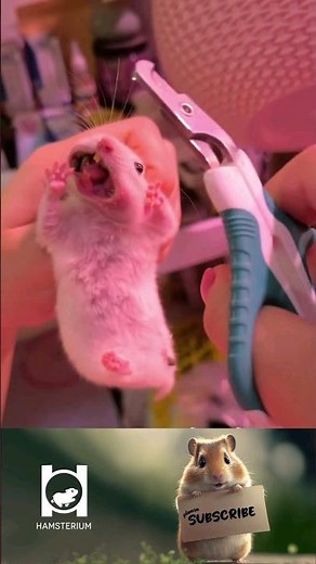 how to cut hamster teeth, cute hamster 169, #syrianhamstershortvideo #pets #funnypets