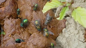 Flies gathering on fresh human feces Stock Video