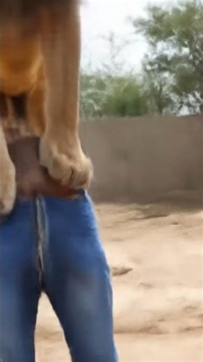 #viral #lion 🦁