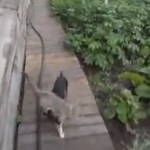 Un adorable chien porte son copain chat sur son dos !