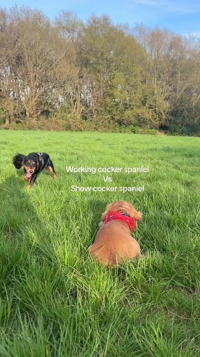 Working Cocker Spaniel vs Show Cocker Spaniel: A Walk Comparison