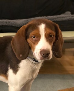 Dog vs. cat: For first time, social survey measures owners’ happiness and finds stunning difference