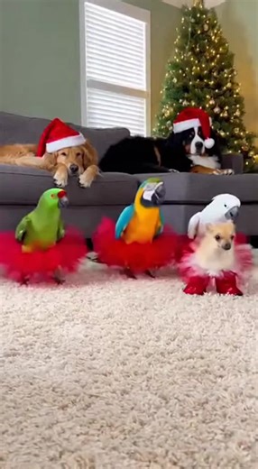 Wow that's party #funny #talkingparrot #macaw #talkingmacaw #parrot | parrot talking
