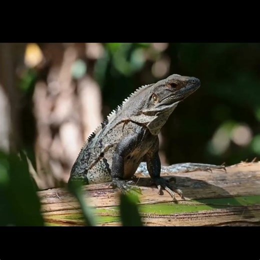 how big do iguanas get #shortsfeed #iguana #shorts #iguanapets