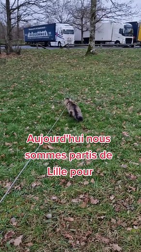 Adventurous Cat Walks in Beautiful Outdoor Fields