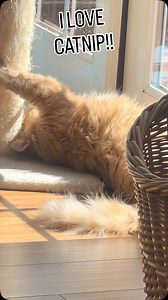 I think that George is #stoned on #catnip! #cat | Chuck Robinson