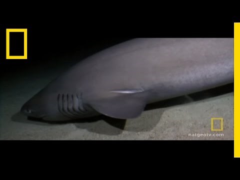 Sharks Attack Submarine