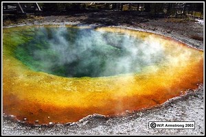 Thermus aquaticus - Alchetron, The Free Social Encyclopedia