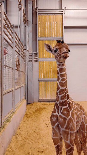 Exploring the World of Baby Giraffes