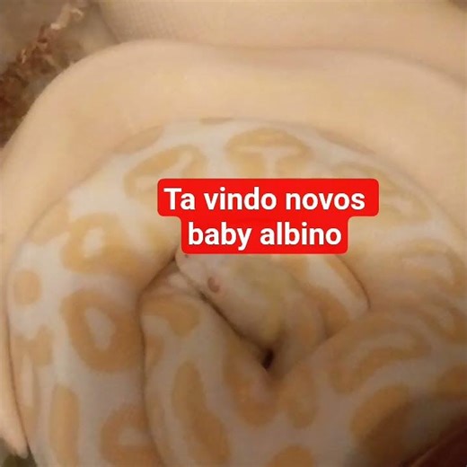 incrivel cruza de piton regius #snake #piton