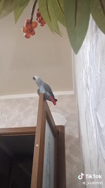 African Grey Parrot: Stunning Display of Vocalization