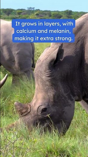 What Rhino Horns Are Really Made Of | #youtubeshorts #rhino #wildlife