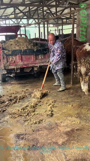 Hardworking Farm Life!Cleaning Cattle Manure the Old-Fashioned Way