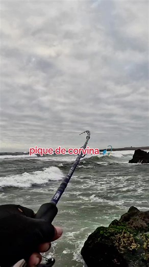 pique de corvina 🎣🐠 #paratiiiiiiiiiiiiiiiiiiiiiiiiiiiiiii #playasdeiquique🇨🇱 #fishing #pesca #corvina