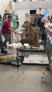 Valintines day transport! | No Dog Left Behind - Minnesota Canine Rescue