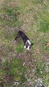 This beautiful brindle girl is looking for her family 💞 She is absolutely a doll. By your side is her favorite place to be. She knows how to sit and uses doggie door. Please message for details 🐾😊 | Carolina Colored Boston Terriers