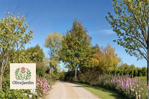 20 Rowan Tree Seeds – Sorbus Aucuparia – European Mountain Ash - Etsy