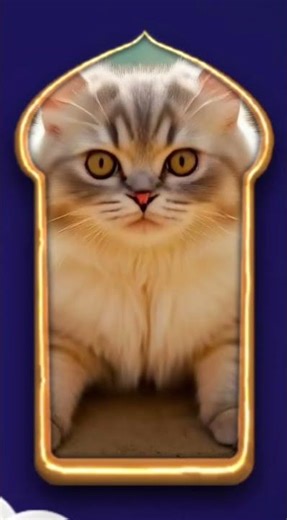 Cat Dance Go Wrong #dance #cat #shorts #shortsfeed #shortsvideo #shortsviral #shortsyoutube #movie