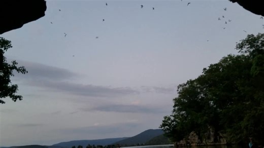 3.3K views · 37 reactions | This is an old video of us watching bats coming out of Nickajack Cave. I don't think you can get that close to the entrance anymore. #cave #caves #bats #bat #Tennessee #nickajacklake #nickajackcave | Outdoor Adventures in Tennessee | Facebook