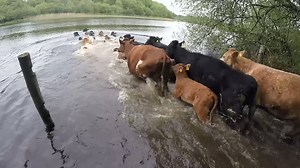 Cattle at a National Trust wildlife haven have completed their unconventional annual pilgrimage – by swimming 100m across a lake to graze fresh pasture! 🐮 🐄 💦 | Farmers Guardian