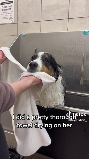 Full Grooming Transformation for Australian Shepherd | DIY Dog Grooming Tips