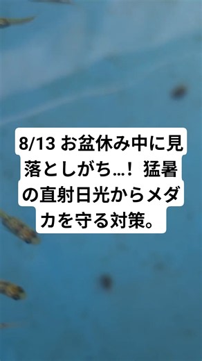 8/13 Easy to Overlook During Summer Holidays...! How to Protect Your Medaka from Harsh Direct Sun...